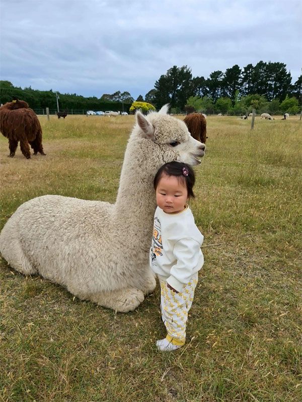 Hand feed Alpaca Farm